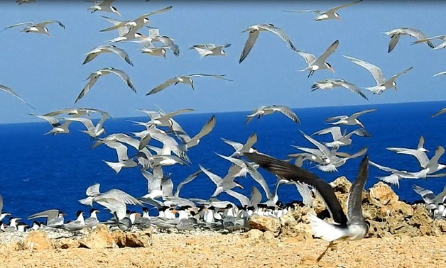 File - Photo of flocks of birds migrating to the Red Sea Island, Red Sea Governorate, Egypt