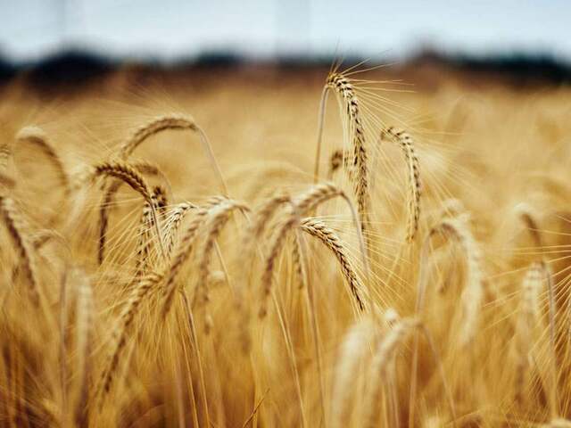 Цены на российскую пшеницу падают с приходом нового урожая – рынки