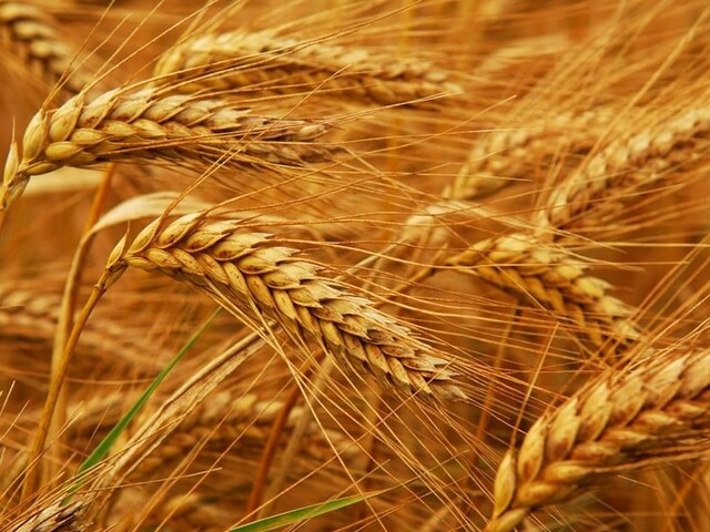 Российская пшеница дешевеет из-за слабого внутреннего спроса - Рынки